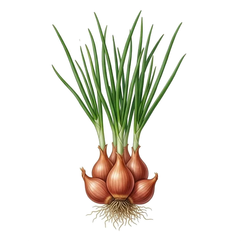 Illustration : Échalote