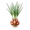 Échalote