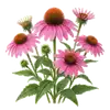 Échinacée