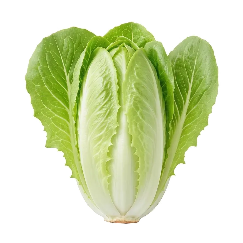 Illustration : Endive (Chicon)