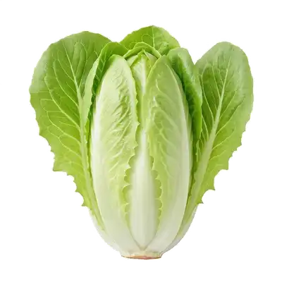 Endive (Chicon)