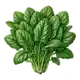Épinard