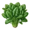 Épinard
