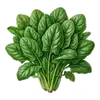 Épinard