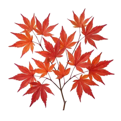 Gros plan spectaculaire sur les feuilles très finement découpées et ciselées d'un gracieux petit érable japonais devenu rouge vif flamboyant à l'automne