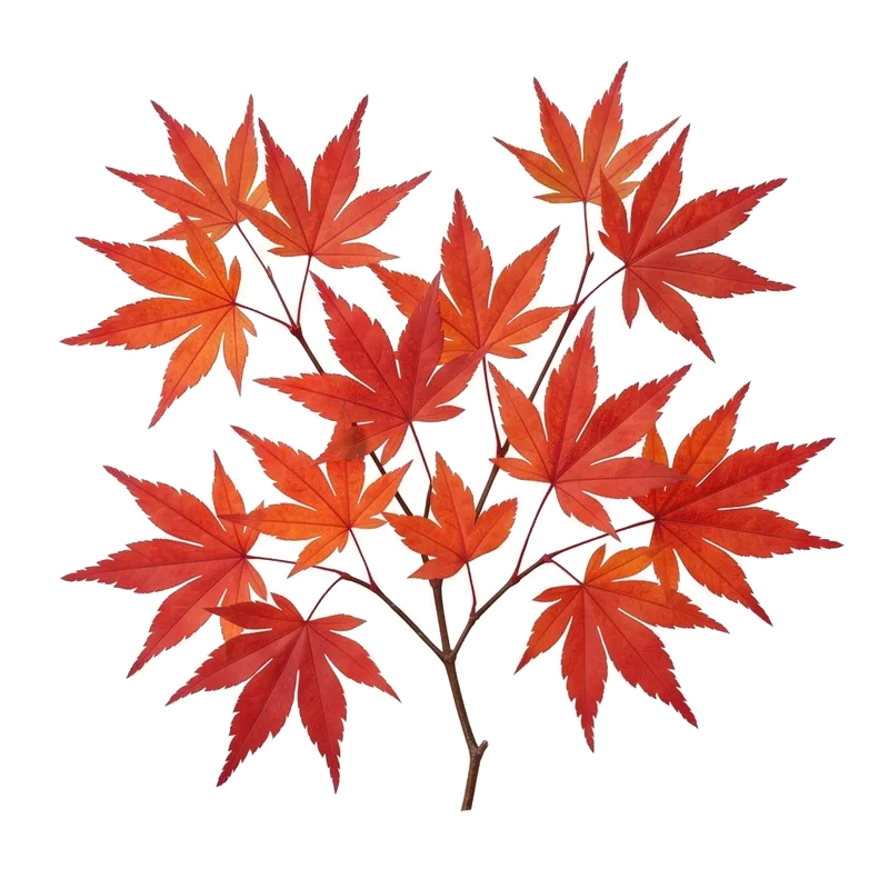 Gros plan spectaculaire sur les feuilles très finement découpées et ciselées d'un gracieux petit érable japonais devenu rouge vif flamboyant à l'automne