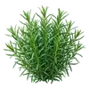 Estragon
