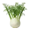 Fenouil