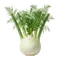 Fenouil