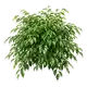 Ficus Benjamina
