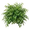 Ficus Benjamina