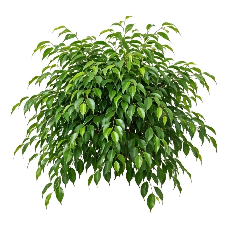Illustration : Ficus Benjamina