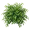 Ficus Benjamina