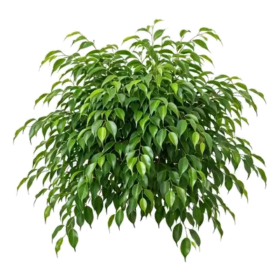 Ficus Benjamina