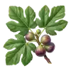 Figuier
