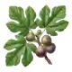 Figuier