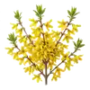 Forsythia