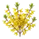 Forsythia