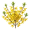 Forsythia