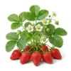 Fraisier Gariguette