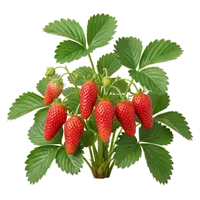 Cirafine