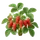 Cirafine