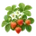 Darselect