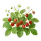 Fraisier des Bois