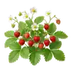 Fraisier des Bois