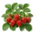 Elsanta