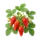 Gariguette