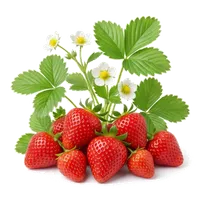 Fraisier