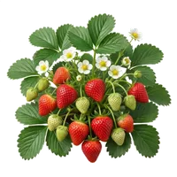 Ostara