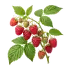 Framboisier Héritage