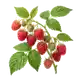 Framboisier Héritage