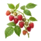 Framboisier Héritage