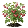 Framboisier