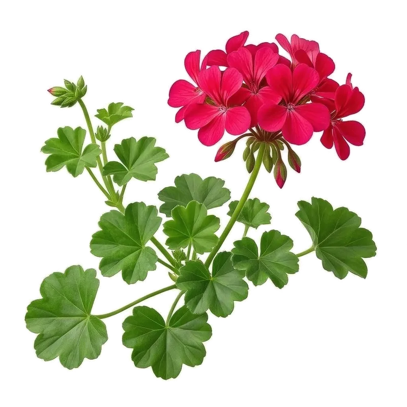 Illustration : Géranium Lierre