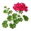 Géranium Lierre