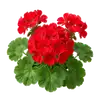 Géranium Zonal