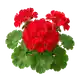 Géranium Zonal