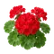 Géranium Zonal