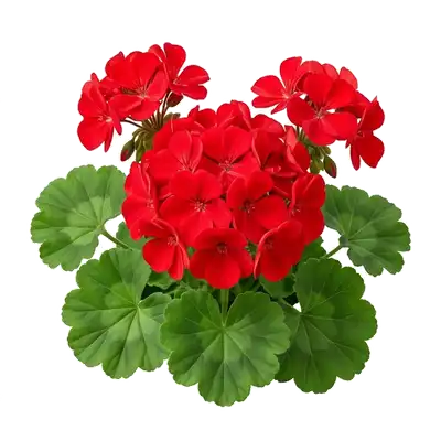Géranium Zonal