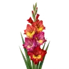 Glaïeul