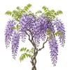 Glycine
