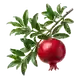 Grenadier