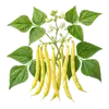 Haricot Beurre