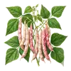 Haricot Coco de Paimpol