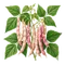 Haricot Coco de Paimpol