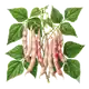 Haricot Coco de Paimpol